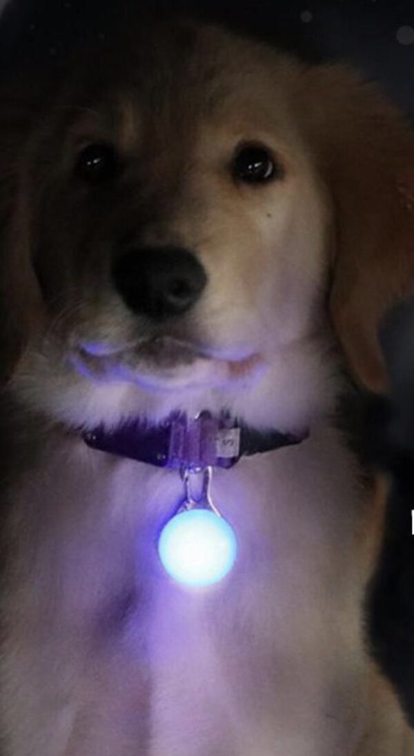 Pet Light Tag